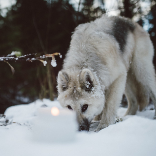 Coastal Wolf Candle