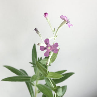 Plantable Greeting Card - You Are Lovely