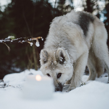 Load image into Gallery viewer, Coastal Wolf Candle