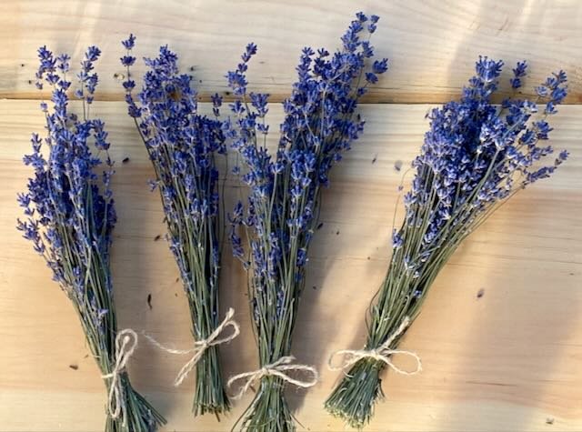 English Lavender Mini Bunches