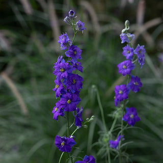 Plantable Card - July Birth Flower