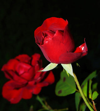 Plantable Card - June Birth Flower