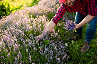 Wild Lavender + Fir Needle Moussed Soap – Concentrated Refill